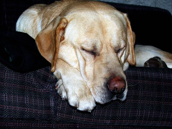 Dog U200B U200Beddy Nhe Sleeps Very Much Comfortable Looks His — Stock Photo, Image