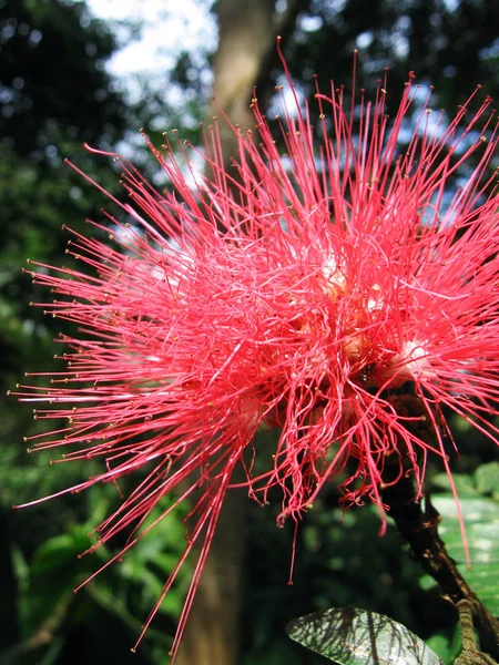 Pedras Coloridas Costa Rica — Fotografia de Stock