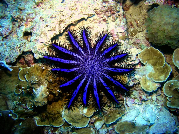 Marinheiro Estrelado Criatura Aquática — Fotografia de Stock