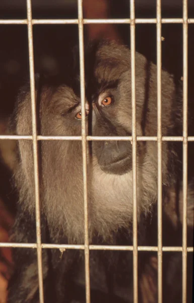 Affe Primaten Tier Tierwelt — Stockfoto