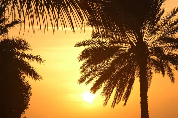 Palme Gegenlicht — Stockfoto