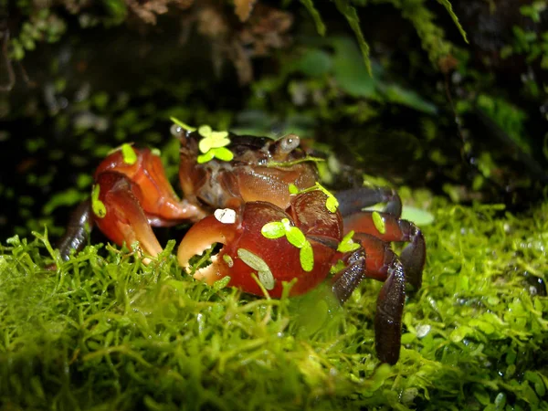 Naturalmente Non Qualche Granchio Mangrovie Rosse Famigerato Cipresso Che Vive — Foto Stock