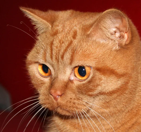 Retrato Lindo Gato — Foto de Stock