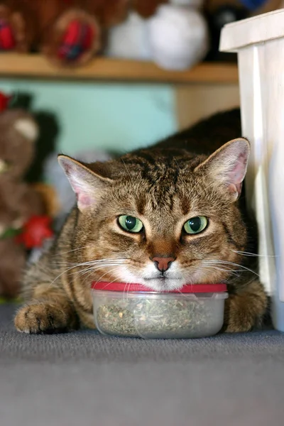 Portret Van Een Schattige Kat — Stockfoto