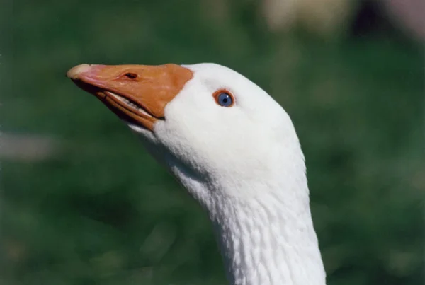 Gênero Anser Aves Aquáticas Espanha — Fotografia de Stock