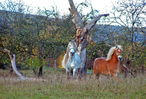 Wiese Oberbayern — Stockfoto