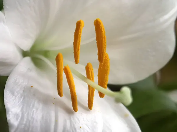 Schöne Botanische Aufnahme Natürliche Tapete — Stockfoto