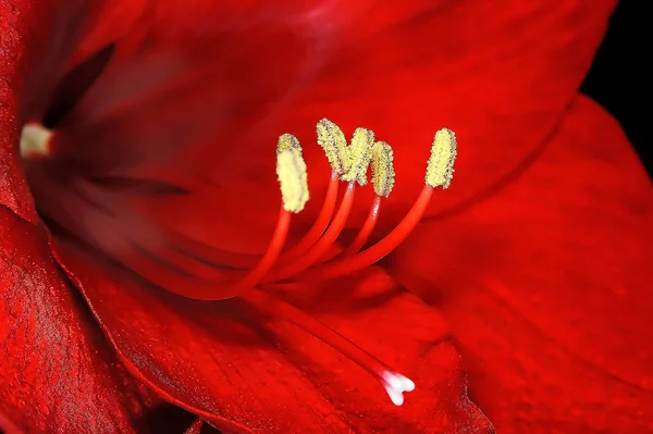 Amaryllis Çiçek Yaprakları Flora — Stok fotoğraf