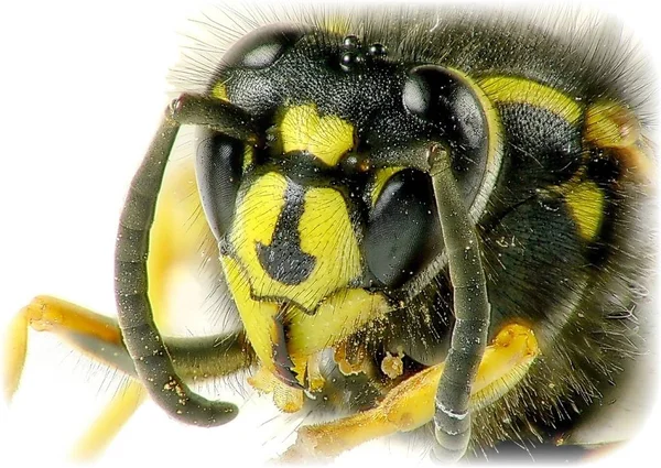 Detailní Pohled Vosí Hmyz Makro Záběru — Stock fotografie