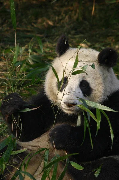 Oso Panda Blanco Negro —  Fotos de Stock