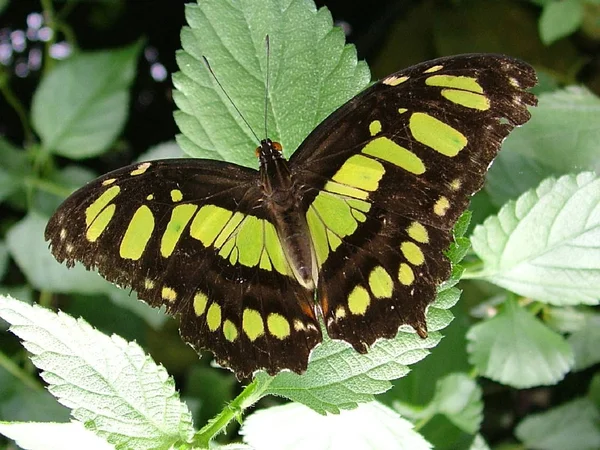 Vista Primer Plano Hermosa Mariposa Colorida — Foto de Stock