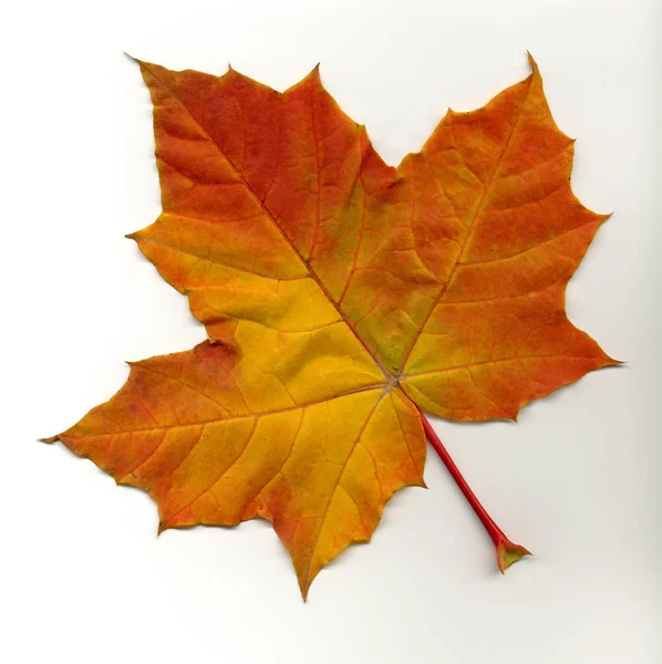 Tree Leaves Foliage Leaf — Stock Photo, Image