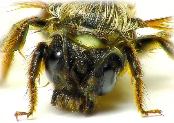 Closeup View Beautiful Bumblebee Insect — Stock Photo, Image