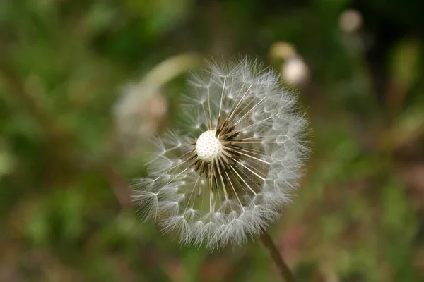 Closeup View Natural Dandelion Fleur — Photo