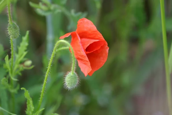 Vista Vicino Bellissimi Fiori Papavero Selvatico — Foto Stock