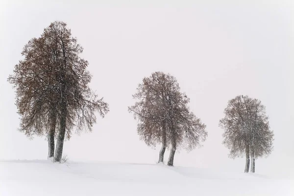 Bailando Tormenta Nieve — Foto de Stock