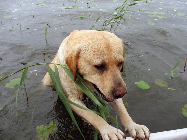 Suis Assis Dans Une Barque — Photo