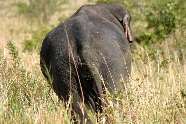 Verschiedene Tiere Selektiver Fokus — Stockfoto