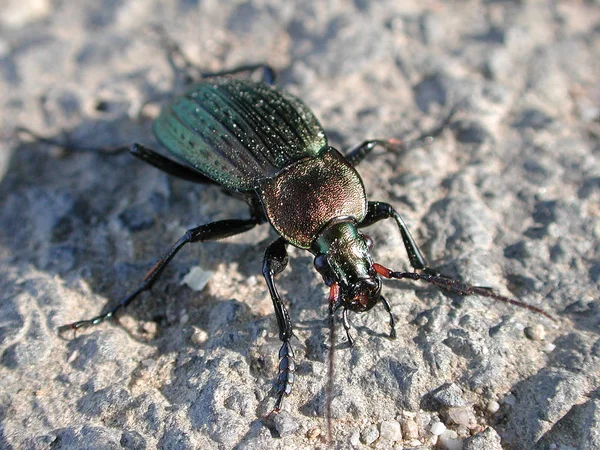 Closeup Insekt Vilde Natur - Stock-foto