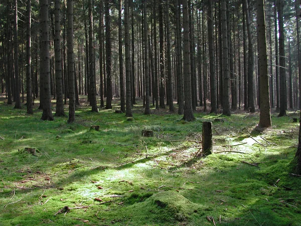 Vue Panoramique Flore Forêt Sauvage — Photo