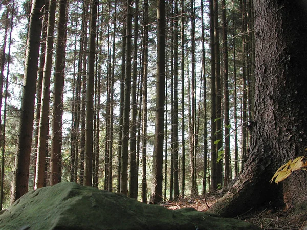 野生森林植物区系景观 — 图库照片