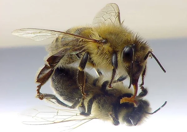 Бджола Дзеркалі — стокове фото