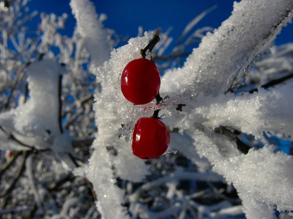 Malerischen Blick Auf Weihnachten Feiertagsdekoration — Stockfoto