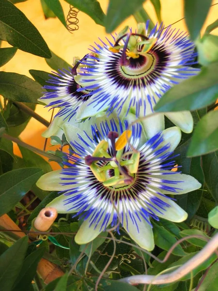 Passiebloem Flora Blaadjes — Stockfoto