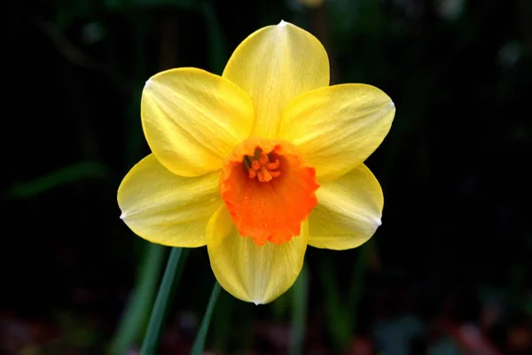 Flor Primavera Hermoso Narciso —  Fotos de Stock