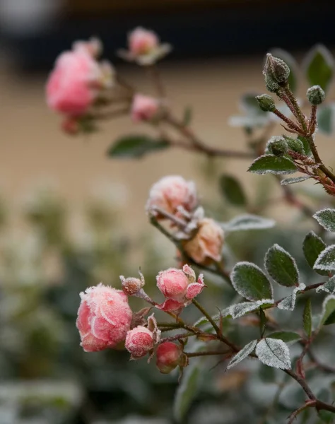 Rose Fiori Petali Flora — Foto Stock