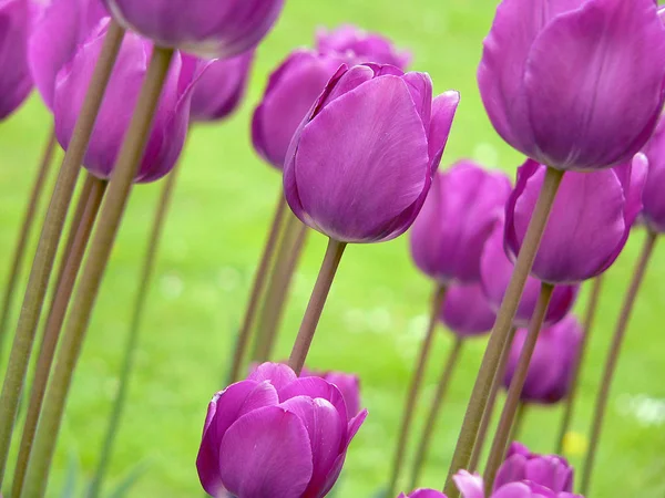 Frühling Tulpen Blumen Flora — Stockfoto