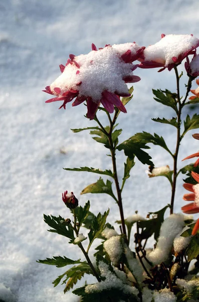 Vue Une Scène Hivernale — Photo