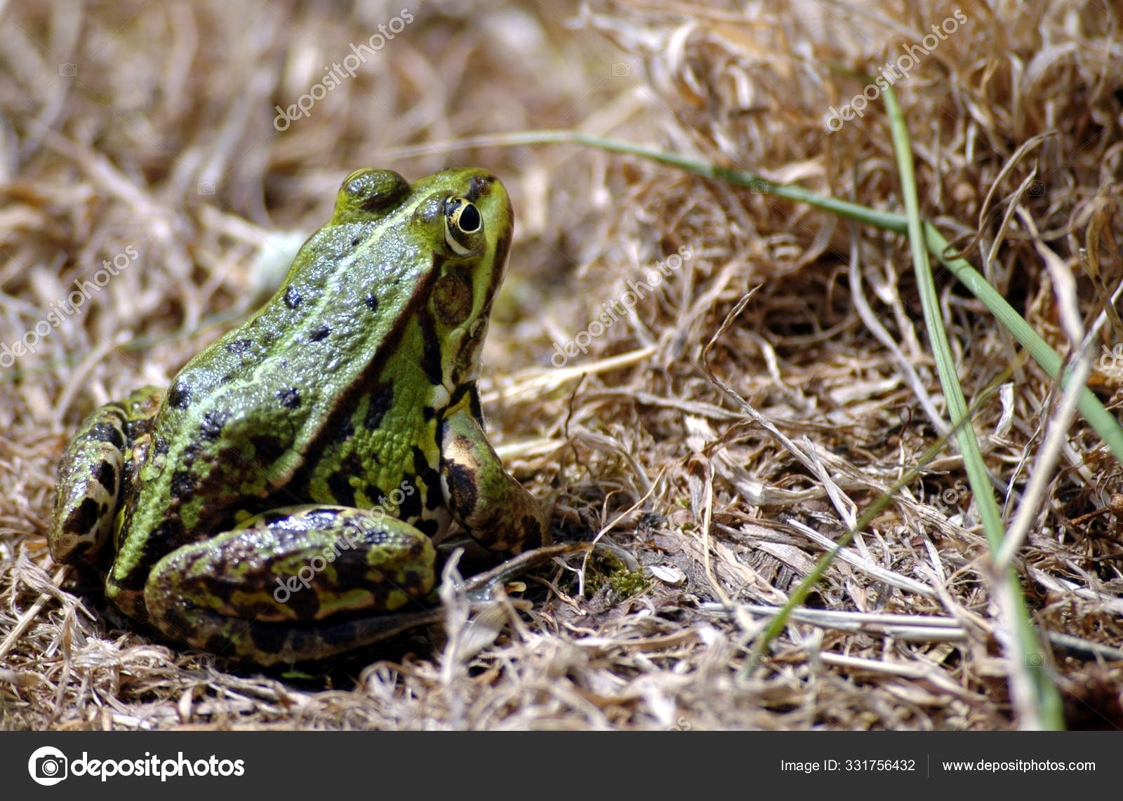 Amphibian Animal Frog Reptile — Stock Photo © PantherMediaSeller
