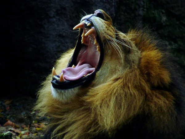 Der König Des Dschungels — Stockfoto