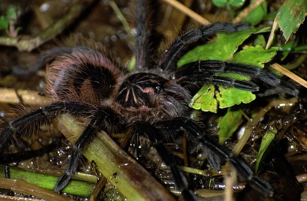 Tarantula Straszliwe Owady — Zdjęcie stockowe