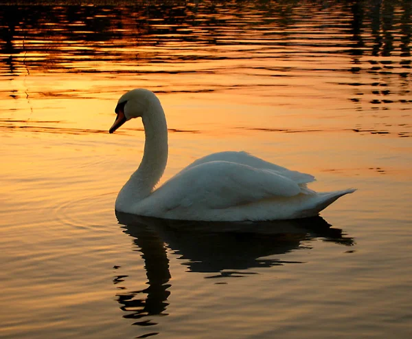 Este Belo Animal Tenho Baía Rinoceronte Cologne Niehl Ver Natação — Fotografia de Stock