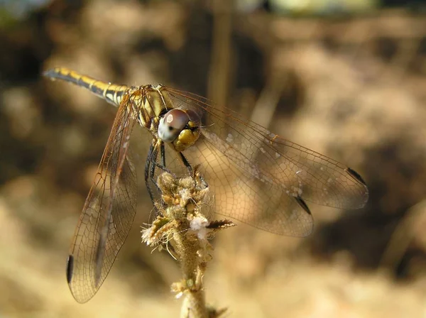 Closeup Macro View Dragonfly Insect — Stock Photo, Image