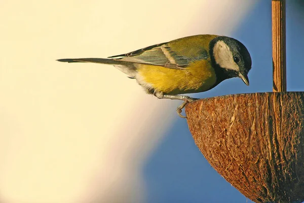 Afternoon Minutes Sun Out Tit She Enjoys Extensively Used Few — Fotografia de Stock