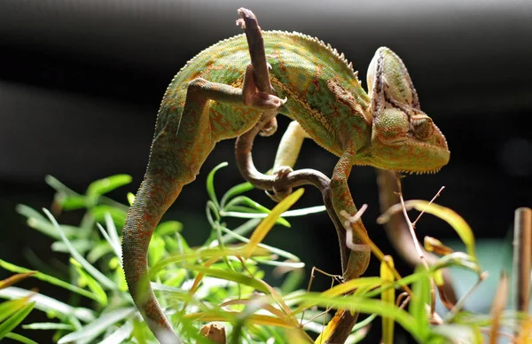 Camaleonte Animale Lucertola Tropicale Rettile — Foto Stock