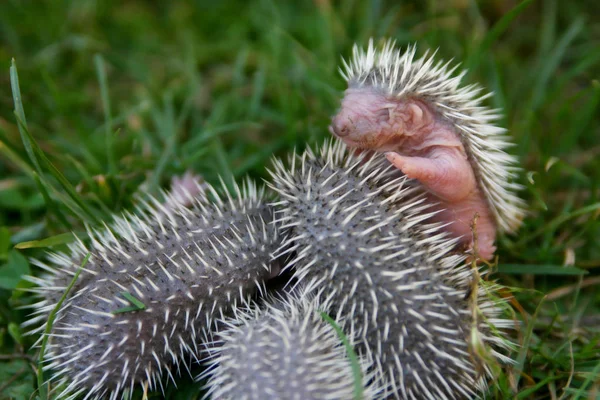 Agulhas Hedgehog Animal Spiky — Fotografia de Stock