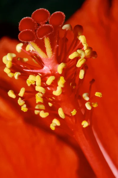 Hermosas Flores Concepto Floral Fondo Naturaleza — Foto de Stock