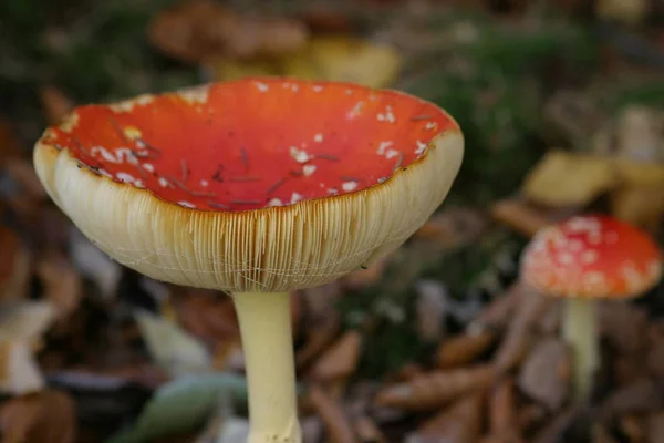 Växande Färgglada Svampar Natur Bakgrund — Stockfoto