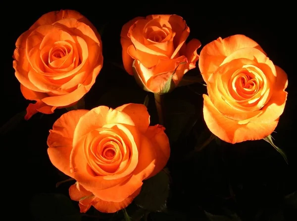 Rosas Flores Pétalas Flora — Fotografia de Stock