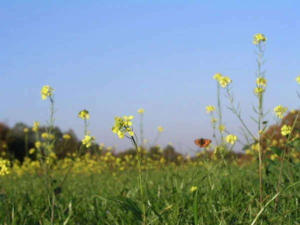 Close Uitzicht Mooie Kleurrijke Vlinder — Stockfoto