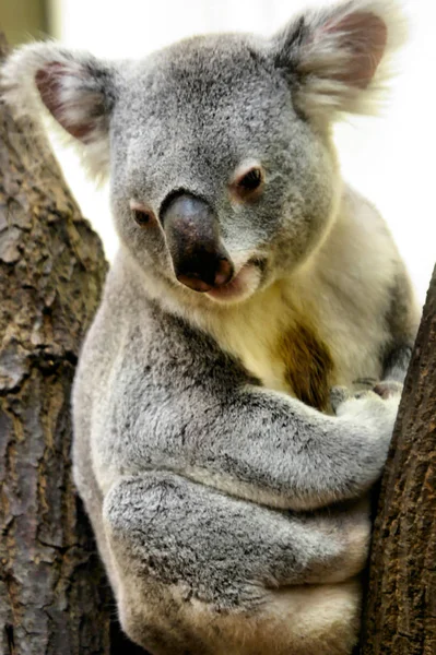 Tiergarten Schnbrunn Wiedniu — Zdjęcie stockowe