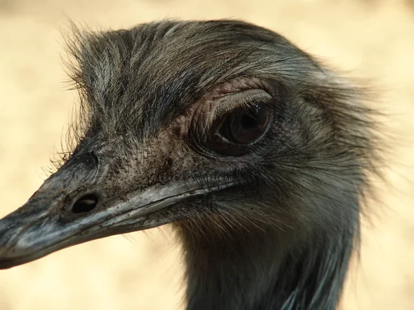 Aussichtsreiche Aussicht Auf Schöne Vögel Der Natur — Stockfoto