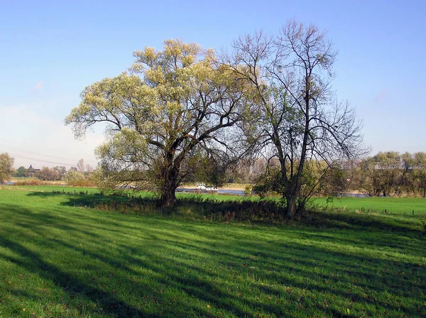 Der Rhein Ist Einer Der Wichtigsten Europäischen Flüsse Der Der — Stockfoto