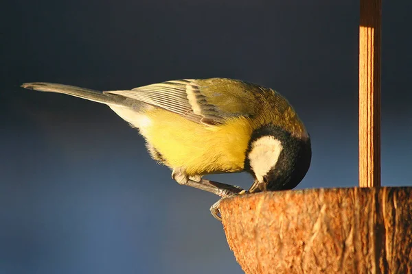 Great Tit Had Ordinary Kohldampf Ate Peanut Spot — Fotografia de Stock