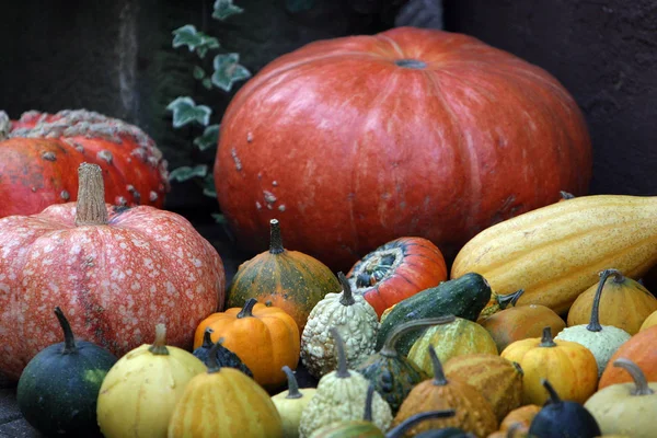 Calabazas Agrícolas Legumbres Asfixiadas Alimentos Vegetales —  Fotos de Stock