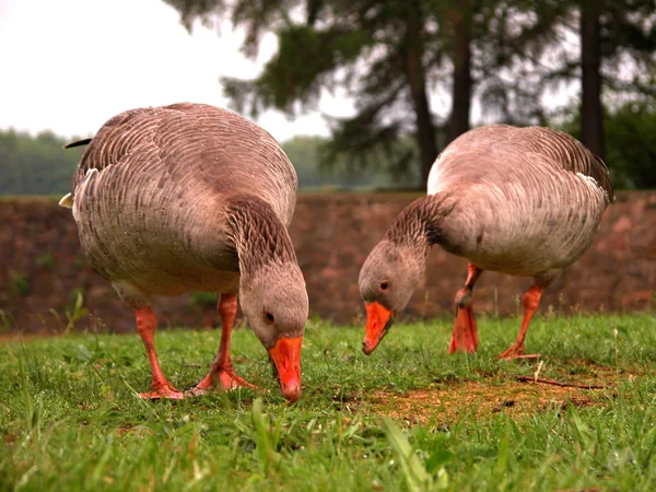 Hradě Moritzburg Drážďan — Stock fotografie